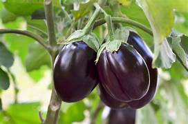 Garden Egg Plant