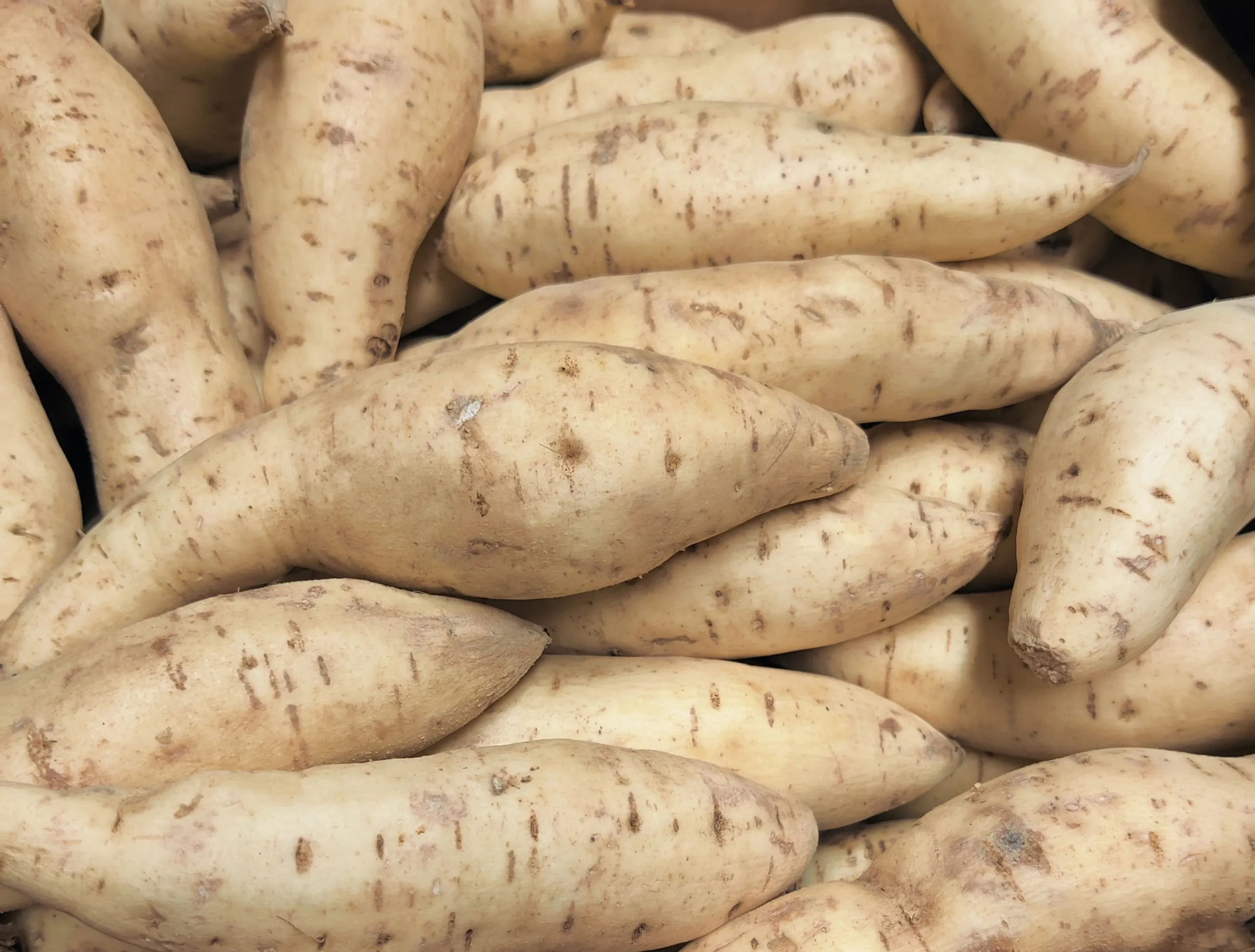 Sweet Potato White