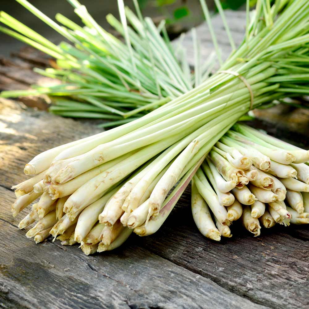 Lemon Grass
