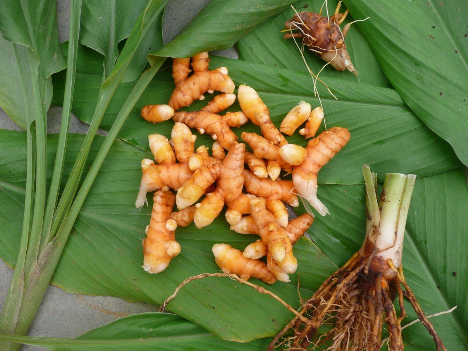 Fresh Turmeric